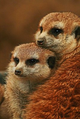 Meerkats Twins