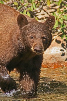 Brown Bear