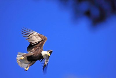 Eagle  Take off  2