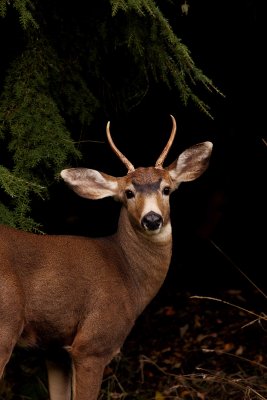 Young Deer