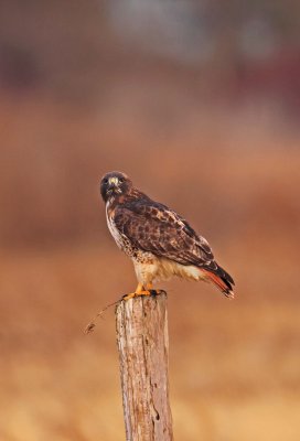 IMG_2052 ew.jpg