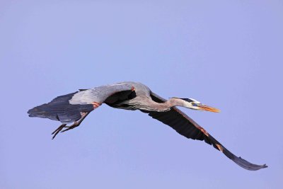 Florida Birds 2010
