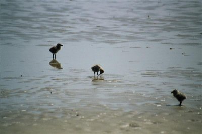 Chicks on the beach