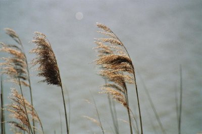 windswept