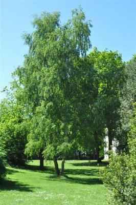 Gardens