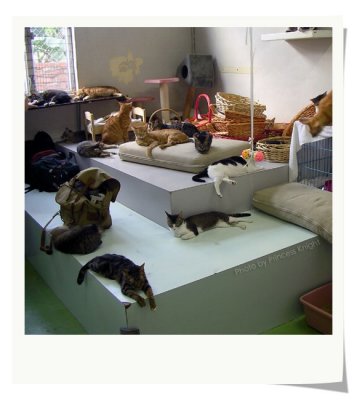 SAA Cat's house