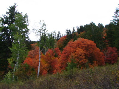 Maples above home site