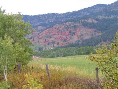Turning Maples in Star Valley
