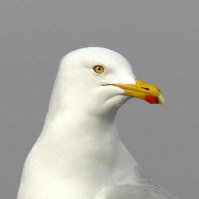 head_crop.jpg