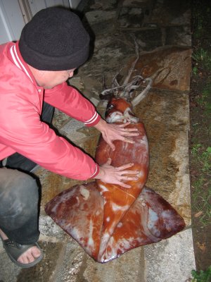Super-Size Squids In Northern CA Waters - 02/12/10