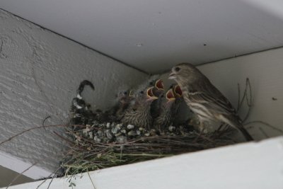 Feathery Family - 05/13/10