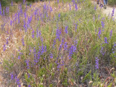 Larkspur (P1040554.JPG)
