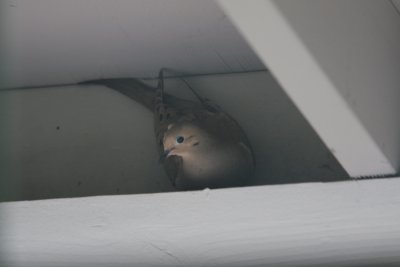 Female Dove Wants to Settle Down (IMG_5331.JPG)
