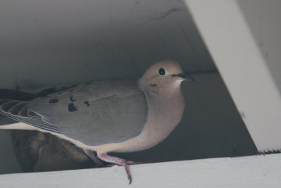 Male Dove Still Checking... (IMG_5337.JPG)