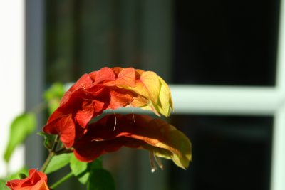IMG_7582.jpg