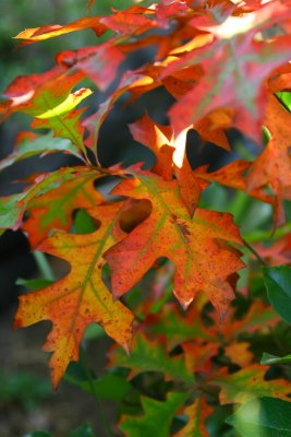 IMG_7583.jpg