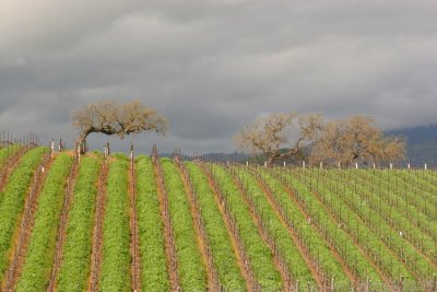 Santa Ynez Valley  Wine Country