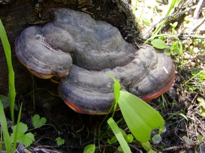 Odd looking Tree Fungus - do not eat !