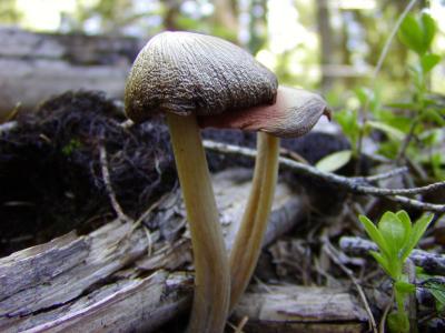 Just a little wild mushroom
