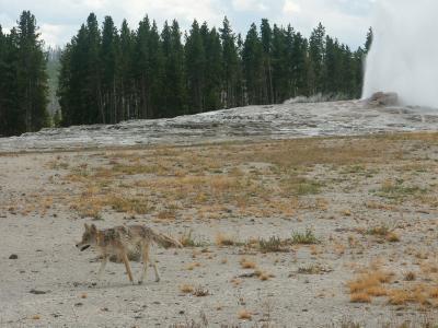 Coyote crossing by Old Faithful  