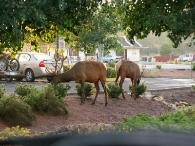 More elk enjoying their morning meal