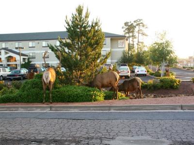 Elk eating lodge plants !