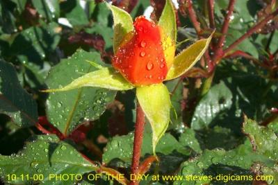 g3/30/24830/3/54536330.Rose3.jpg