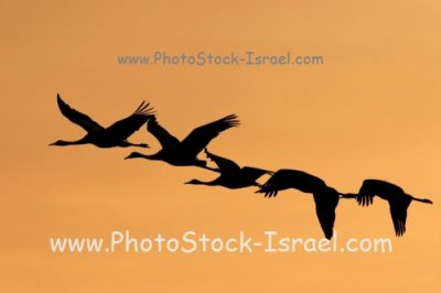 PhotoStock-Israel home page test page 1