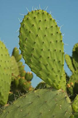 Cactus - opuntia - Israeli symbol