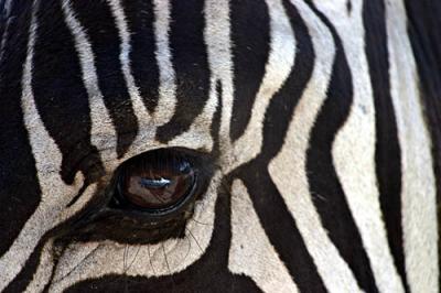 Zebra's eye