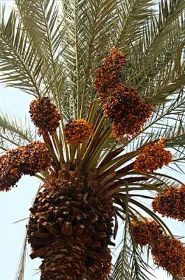 A palm tree Phoenix dactylifera plantation with ripe dates,