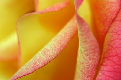 Yellow pink rose