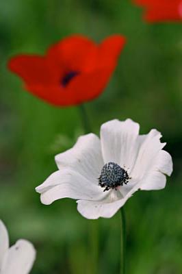 Red and white Anemone coronaria growing in their natural habitat, Israel
