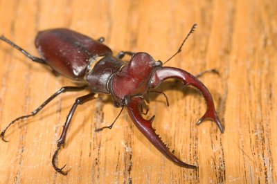 Elephant Stag Beetle