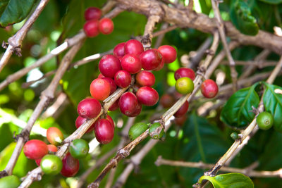 'Coffees of Hawaii' plantation