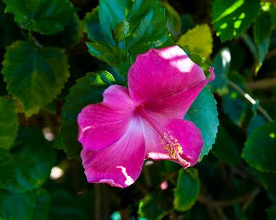 10440- Hawaii-09.jpg