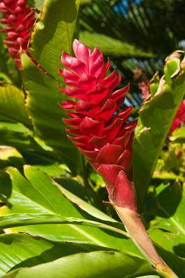 10446- Hawaii-09.jpg