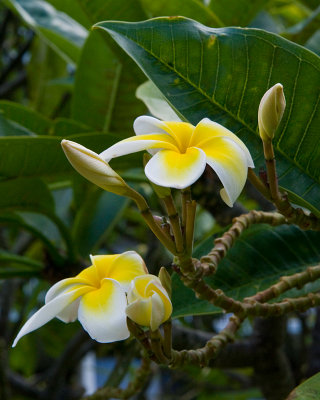 10448- Hawaii-09.jpg