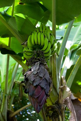 10730- Hawaii-09.jpg