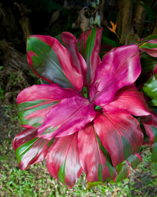 10761- Hawaii-09.jpg