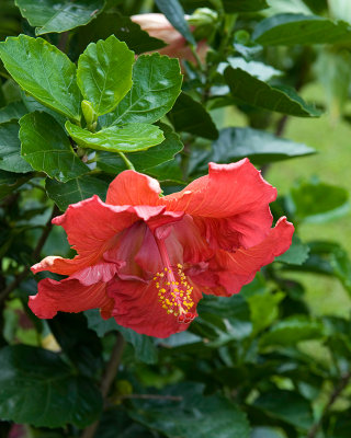 10775- Hawaii-09.jpg