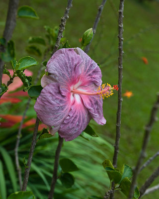 10776- Hawaii-09.jpg