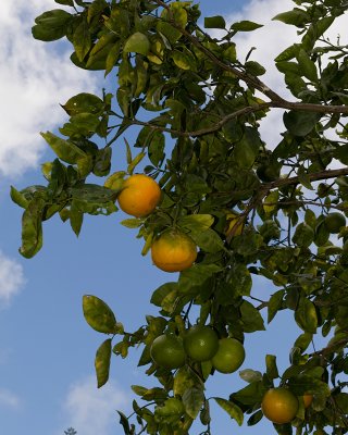 10857- Hawaii-09.jpg