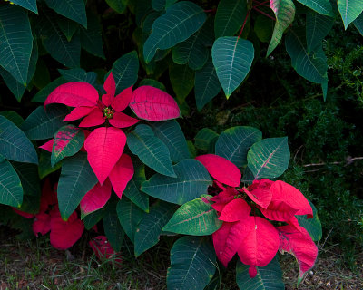 10922- Hawaii-09.jpg