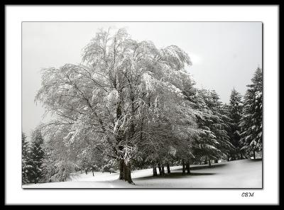 Snow covered tree in the park