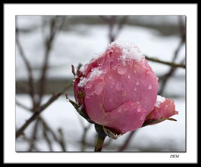 Late season snowy rose bud