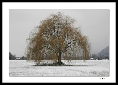 Winter willow