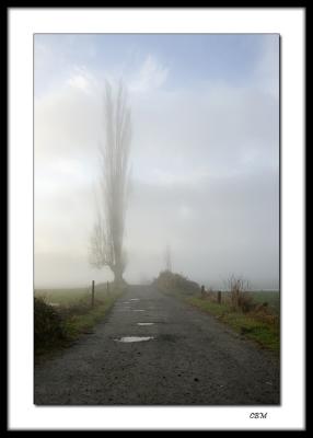 Tall tree in the mist