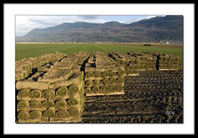 Sod Farm -  or - how would you like to have to mow this ?!