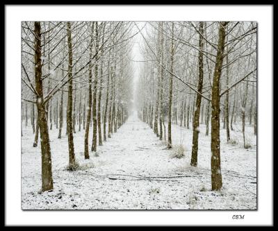 Trees in snow  (no flash).jpg